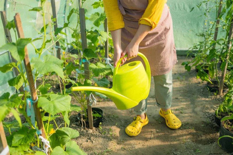 Guide expert sur la formation des vignes grimpantes et rampantes :techniques simples pour des jardins luxuriants et structurés 