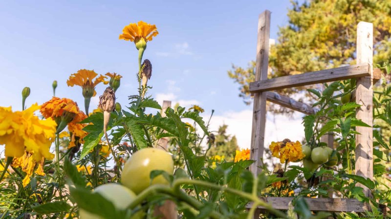Guide expert sur la formation des vignes grimpantes et rampantes :techniques simples pour des jardins luxuriants et structurés 