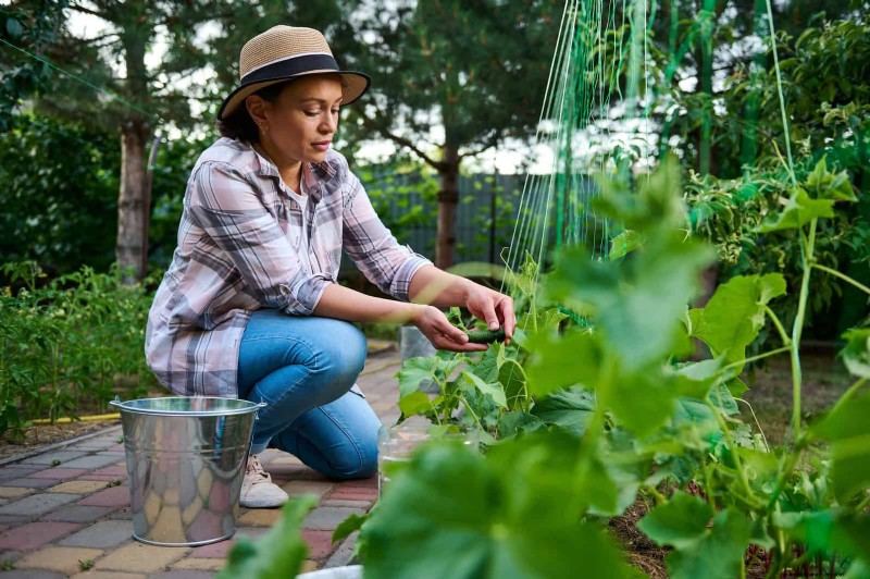 Guide expert sur la formation des vignes grimpantes et rampantes :techniques simples pour des jardins luxuriants et structurés 