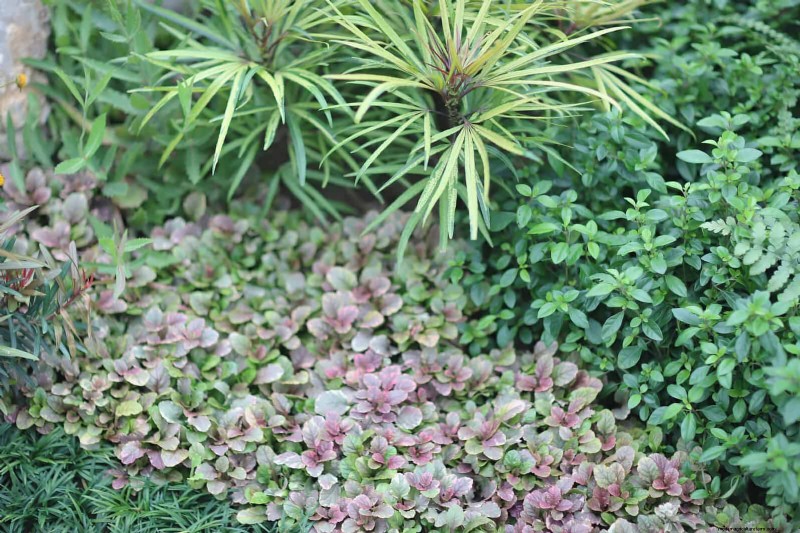 Construisez un jardin sans mauvaises herbes et nécessitant peu d entretien avec 22 plantes choisies par des experts