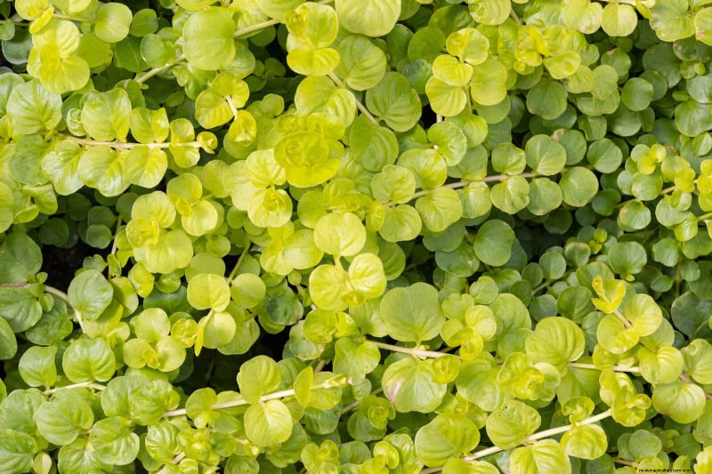 Construisez un jardin sans mauvaises herbes et nécessitant peu d entretien avec 22 plantes choisies par des experts