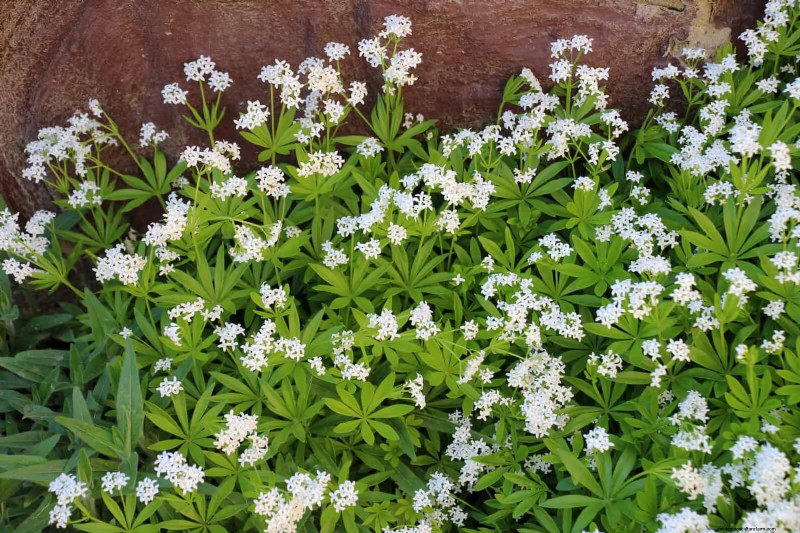 Construisez un jardin sans mauvaises herbes et nécessitant peu d entretien avec 22 plantes choisies par des experts