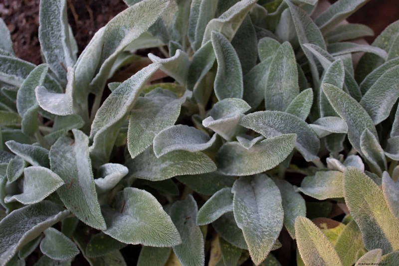 Construisez un jardin sans mauvaises herbes et nécessitant peu d entretien avec 22 plantes choisies par des experts