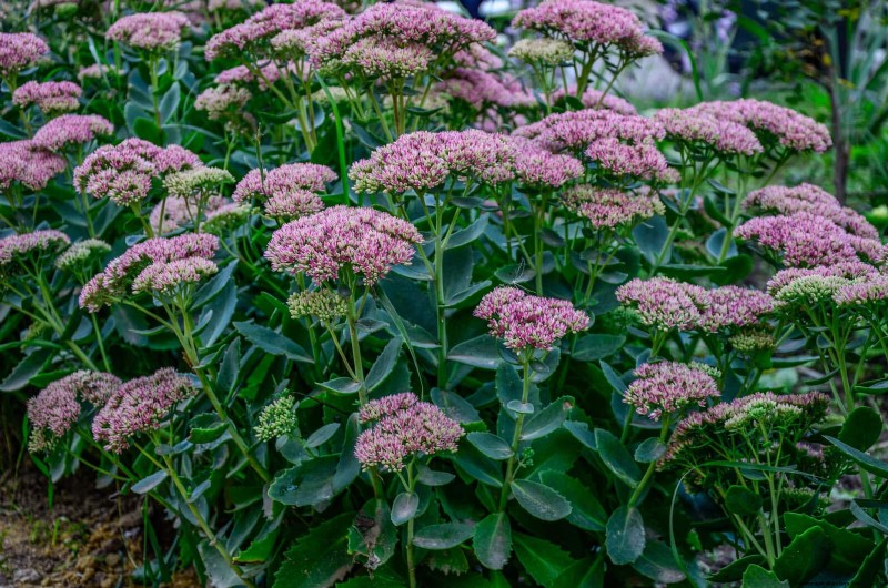 Construisez un jardin sans mauvaises herbes et nécessitant peu d entretien avec 22 plantes choisies par des experts