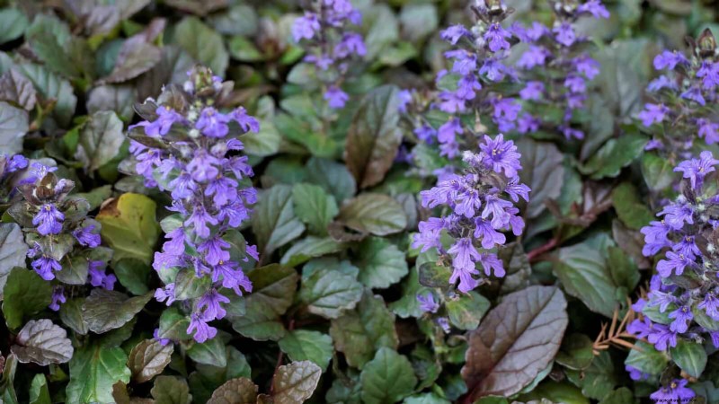 Construisez un jardin sans mauvaises herbes et nécessitant peu d entretien avec 22 plantes choisies par des experts