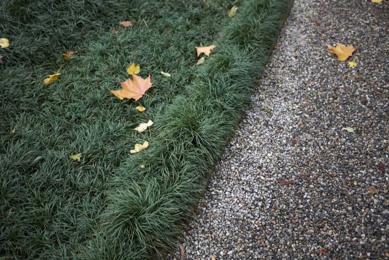 Construisez un jardin sans mauvaises herbes et nécessitant peu d entretien avec 22 plantes choisies par des experts