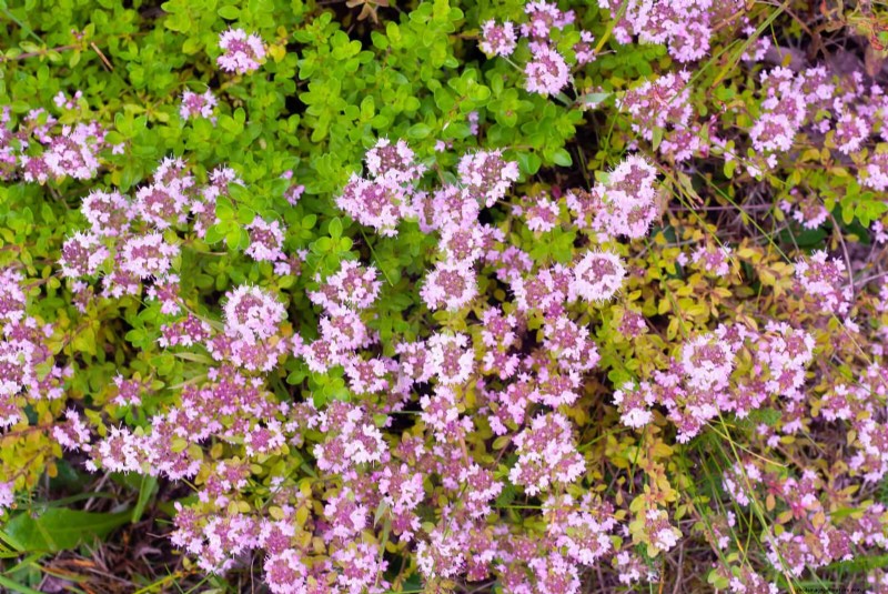 Construisez un jardin sans mauvaises herbes et nécessitant peu d entretien avec 22 plantes choisies par des experts