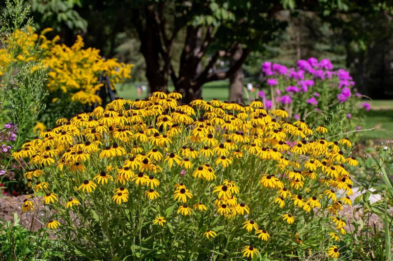 Construisez un jardin sans mauvaises herbes et nécessitant peu d entretien avec 22 plantes choisies par des experts