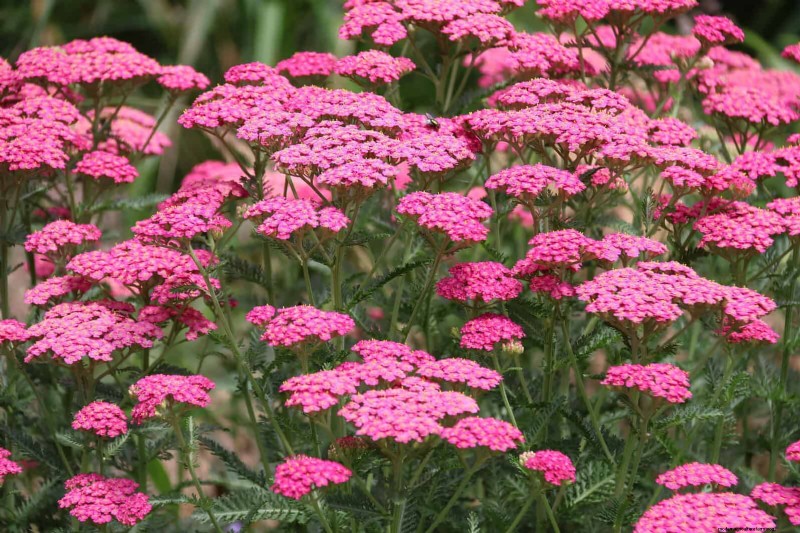 Construisez un jardin sans mauvaises herbes et nécessitant peu d entretien avec 22 plantes choisies par des experts