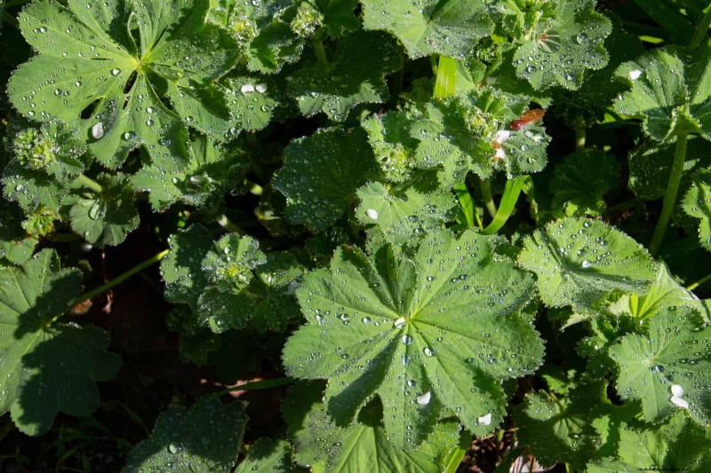 Construisez un jardin sans mauvaises herbes et nécessitant peu d entretien avec 22 plantes choisies par des experts