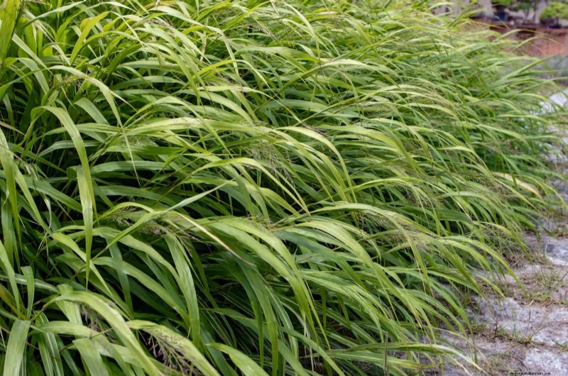 Construisez un jardin sans mauvaises herbes et nécessitant peu d entretien avec 22 plantes choisies par des experts