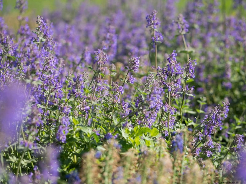 Construisez un jardin sans mauvaises herbes et nécessitant peu d entretien avec 22 plantes choisies par des experts