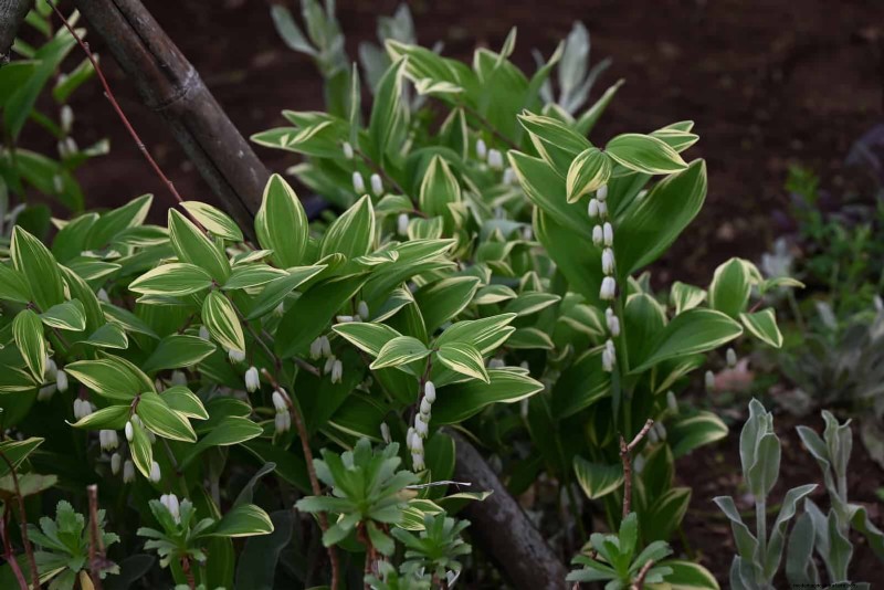 Construisez un jardin sans mauvaises herbes et nécessitant peu d entretien avec 22 plantes choisies par des experts