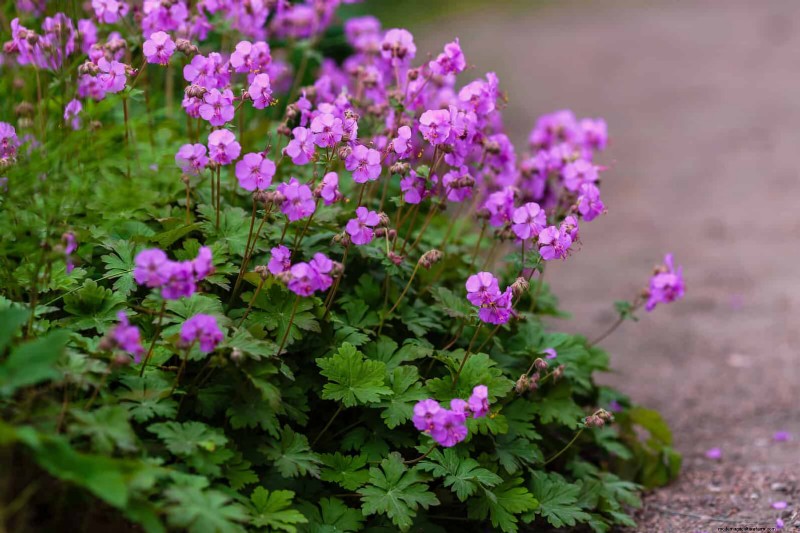Construisez un jardin sans mauvaises herbes et nécessitant peu d entretien avec 22 plantes choisies par des experts