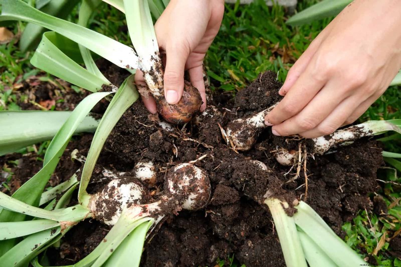 30 tâches essentielles du jardin de mars pour démarrer une cour printanière luxuriante 