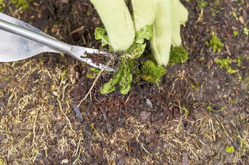 30 tâches essentielles du jardin de mars pour démarrer une cour printanière luxuriante 