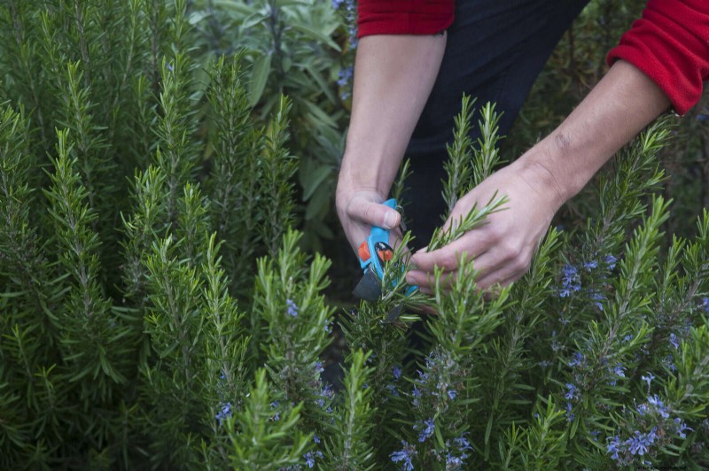 30 tâches essentielles du jardin de mars pour démarrer une cour printanière luxuriante 