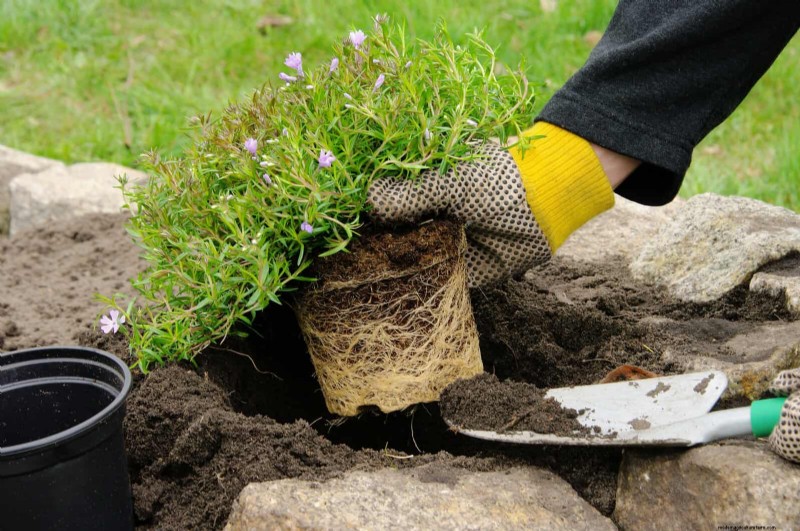 30 tâches essentielles du jardin de mars pour démarrer une cour printanière luxuriante 