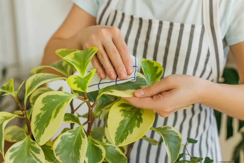 21 façons naturelles éprouvées de garder les parasites des plantes d intérieur à distance 