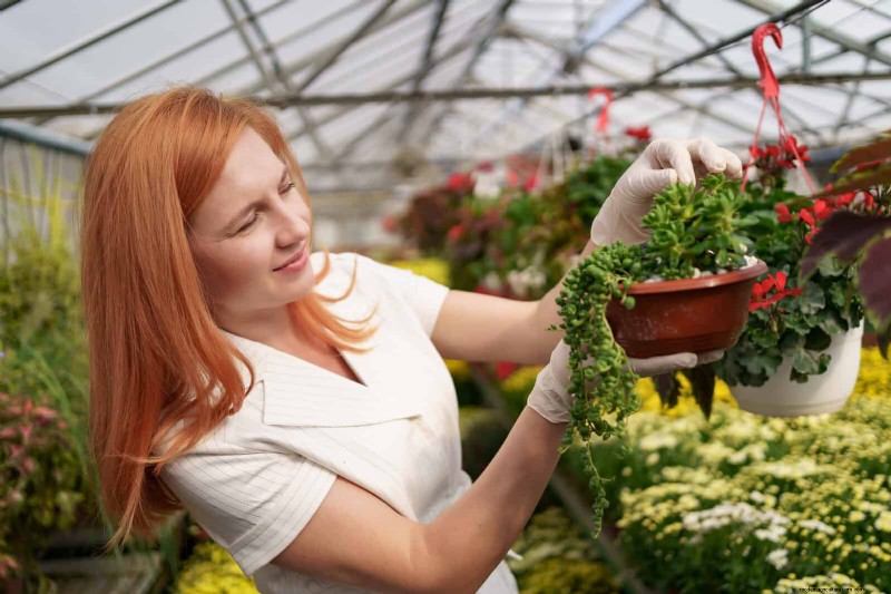 21 façons naturelles éprouvées de garder les parasites des plantes d intérieur à distance 