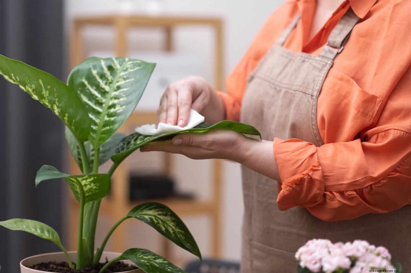 21 façons naturelles éprouvées de garder les parasites des plantes d intérieur à distance 