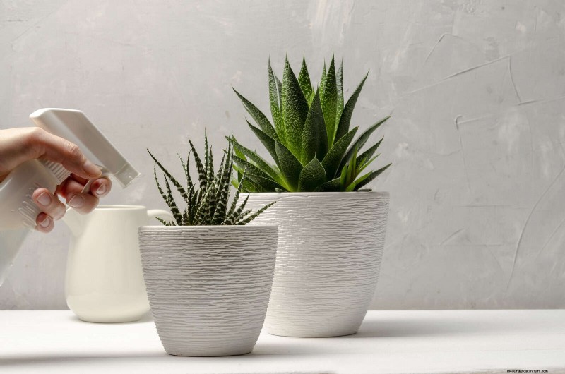 21 façons naturelles éprouvées de garder les parasites des plantes d intérieur à distance 