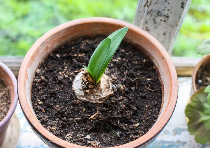 21 façons naturelles éprouvées de garder les parasites des plantes d intérieur à distance 