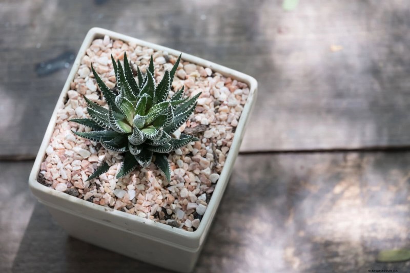 21 façons naturelles éprouvées de garder les parasites des plantes d intérieur à distance 