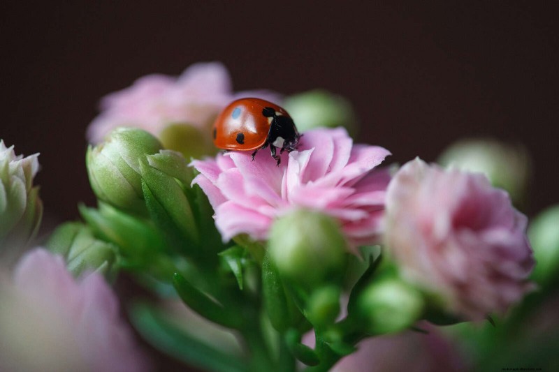 21 façons naturelles éprouvées de garder les parasites des plantes d intérieur à distance 