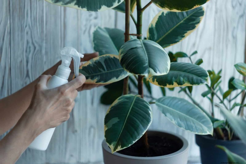 21 façons naturelles éprouvées de garder les parasites des plantes d intérieur à distance 