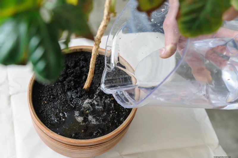 21 façons naturelles éprouvées de garder les parasites des plantes d intérieur à distance 