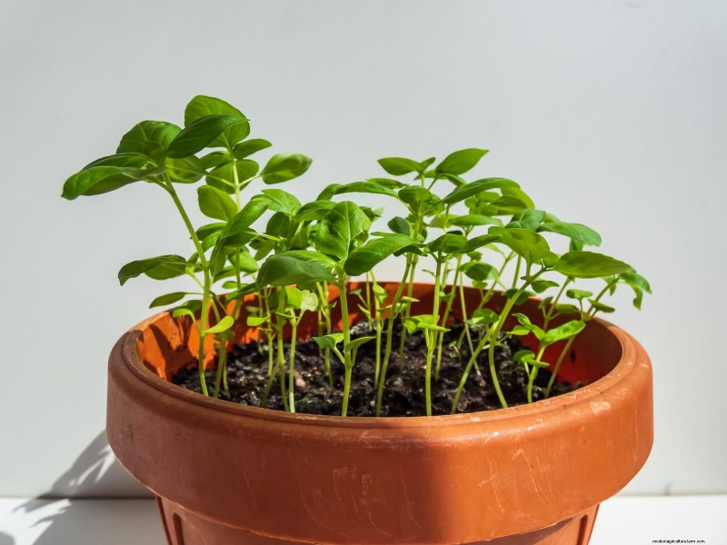 21 façons naturelles éprouvées de garder les parasites des plantes d intérieur à distance 