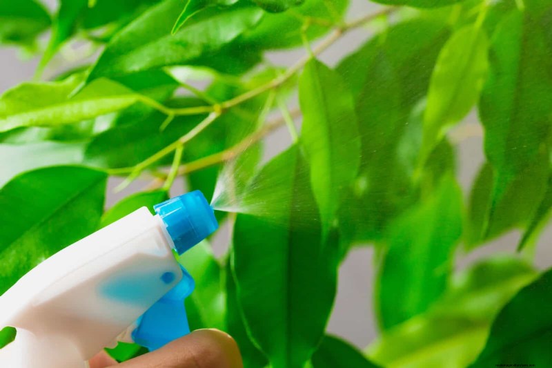 21 façons naturelles éprouvées de garder les parasites des plantes d intérieur à distance 