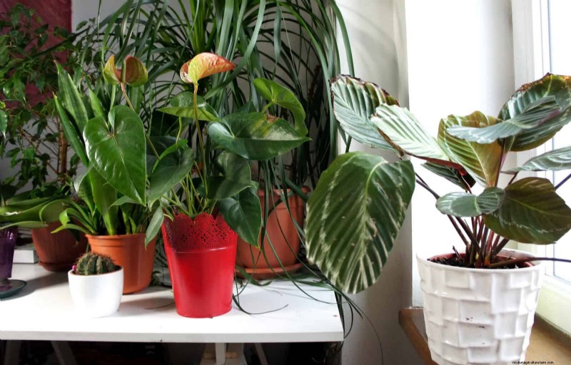 21 façons naturelles éprouvées de garder les parasites des plantes d intérieur à distance 