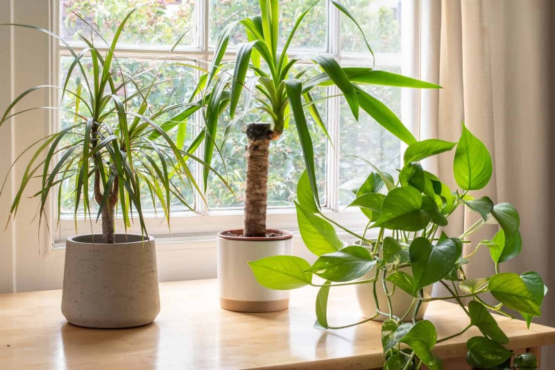 21 façons naturelles éprouvées de garder les parasites des plantes d intérieur à distance 