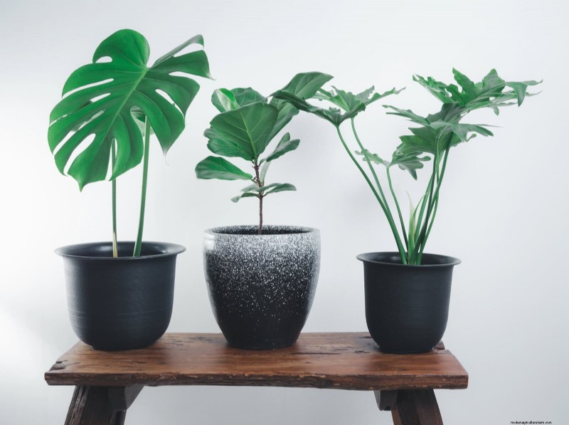 21 designergodkända sätt att sömlöst blanda växter i moderna interiörer