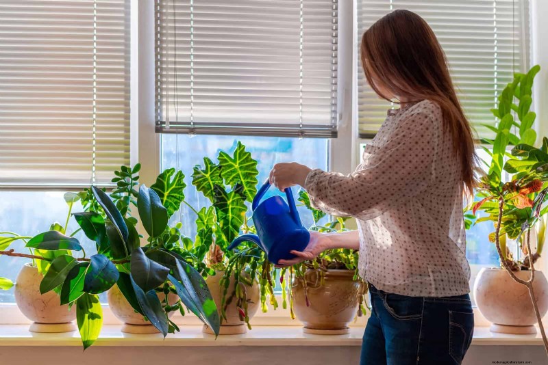 22 beprövade strategier för att påskynda tillväxten av krukväxter 