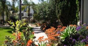 23 plantes vivaces éprouvées tolérantes à la sécheresse qui créent de superbes jardins à faible niveau d eau toute l année 