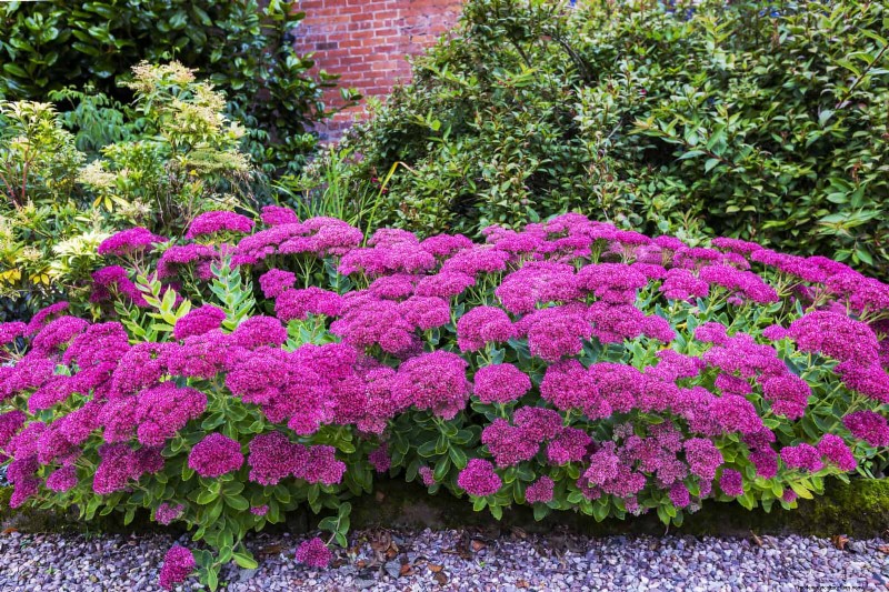 23 Bewezen droogtetolerante vaste planten die het hele jaar door prachtige laagwatertuinen creëren 