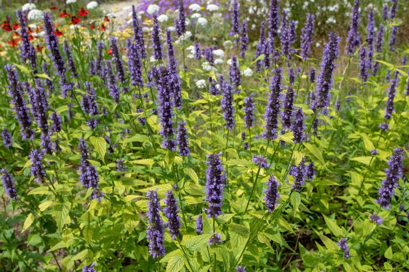 23 Bewezen droogtetolerante vaste planten die het hele jaar door prachtige laagwatertuinen creëren 