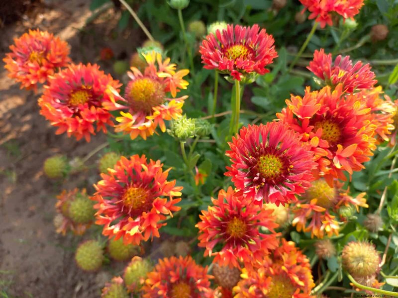 23 Bewezen droogtetolerante vaste planten die het hele jaar door prachtige laagwatertuinen creëren 