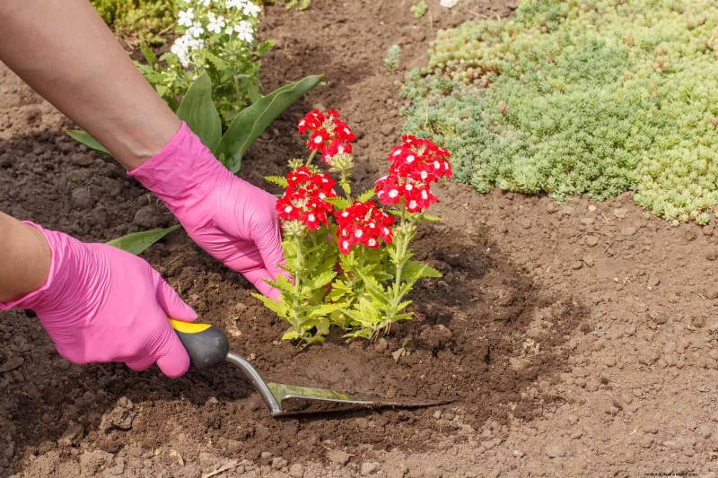 23 Bewezen droogtetolerante vaste planten die het hele jaar door prachtige laagwatertuinen creëren 