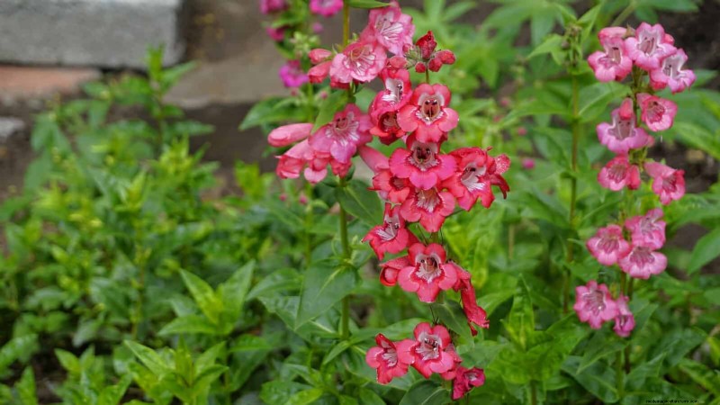 23 Bewezen droogtetolerante vaste planten die het hele jaar door prachtige laagwatertuinen creëren 