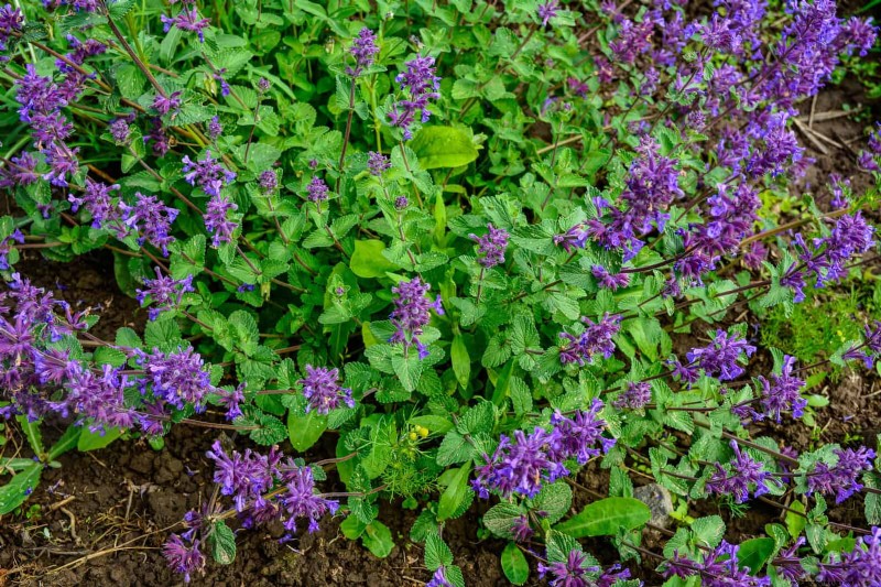 23 Bewezen droogtetolerante vaste planten die het hele jaar door prachtige laagwatertuinen creëren 