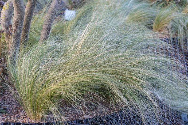 23 Bewezen droogtetolerante vaste planten die het hele jaar door prachtige laagwatertuinen creëren 