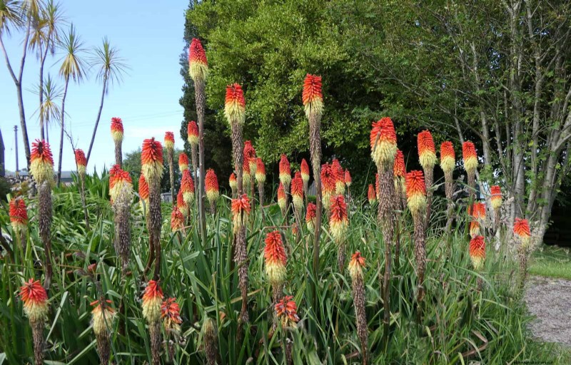 23 Bewezen droogtetolerante vaste planten die het hele jaar door prachtige laagwatertuinen creëren 