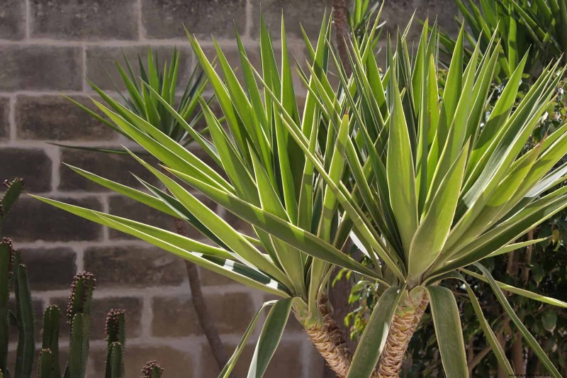 23 Bewezen droogtetolerante vaste planten die het hele jaar door prachtige laagwatertuinen creëren 