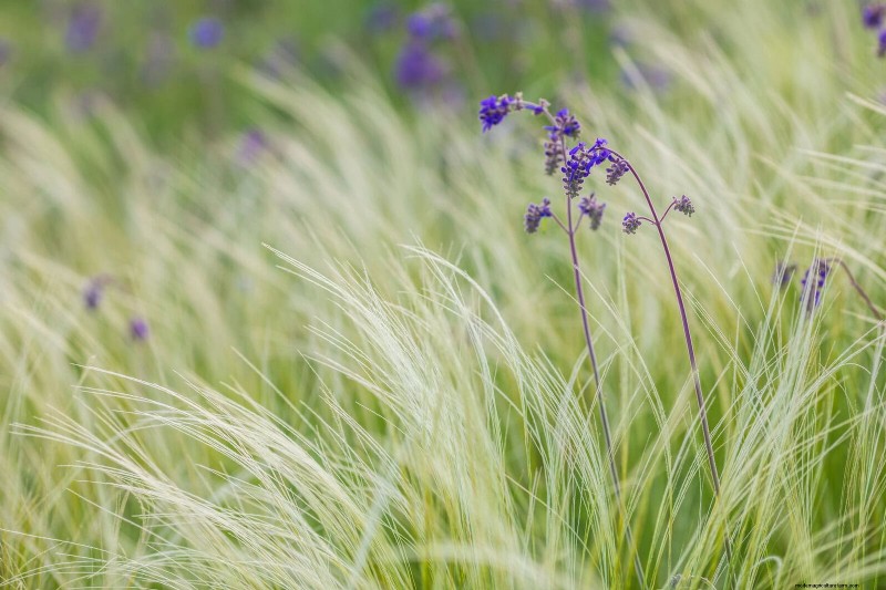 23 Bewezen droogtetolerante vaste planten die het hele jaar door prachtige laagwatertuinen creëren 