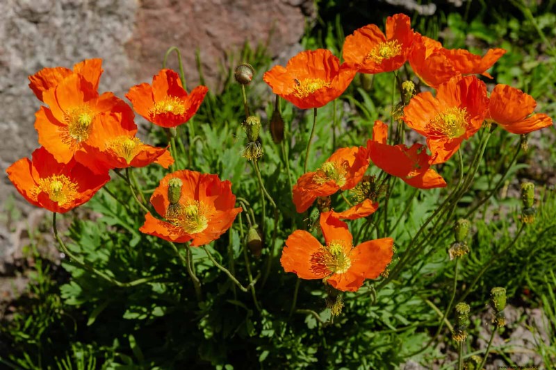 23 Bewezen droogtetolerante vaste planten die het hele jaar door prachtige laagwatertuinen creëren 
