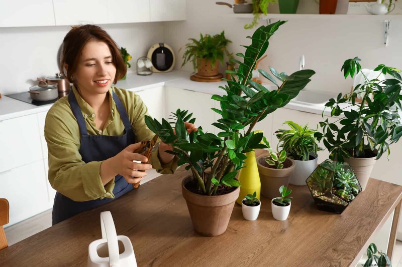 27 deskundige strategieën om langbenige kamerplanten nieuw leven in te blazen voor een volledigere groei 